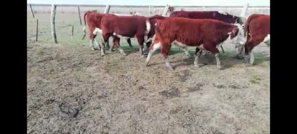 Lote 26 Novillitos en Villaguay, Entre Ríos