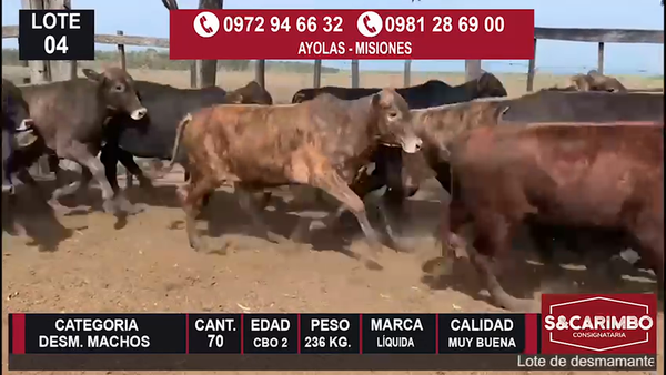 Lote Desmamantes machos CBO2