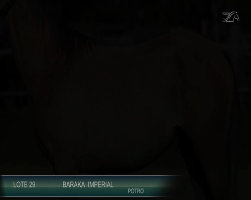 Lote BARAKA IMPERIAL