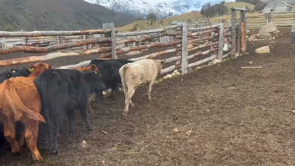 Lote 18 Ternero en Chile Chico, XI Región Aysén