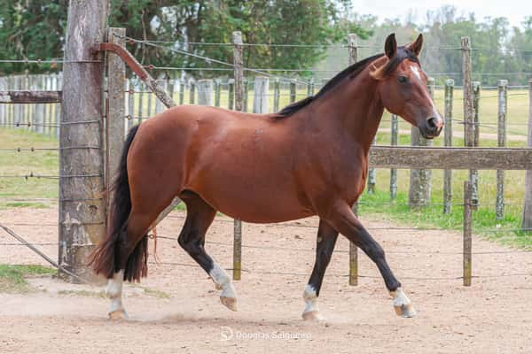 Lote CAMBARA DE SAO CARLOS