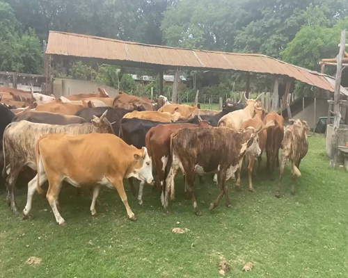Lote 50 Vacas de invernar en Ituzaingó, Corrientes