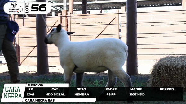 Lote LOTE 56- BOZAL