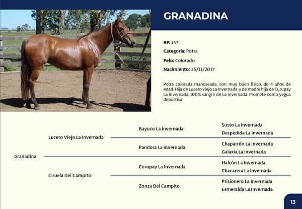 Lote RP 147 - Granadina