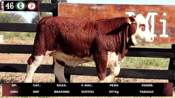 Lote LOTE 46