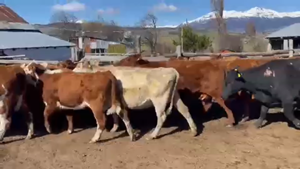 Lote 19 Vaca Engorda en Coyhaique, XI Región Aysén