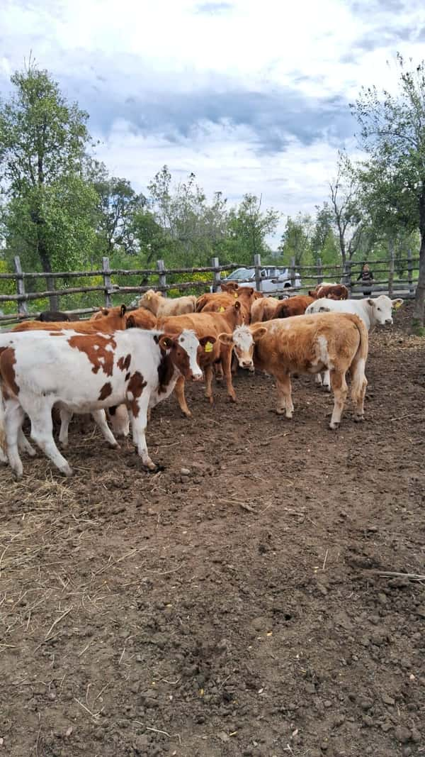 Lote 24 Ternera en Antuco, VIII Región Biobío