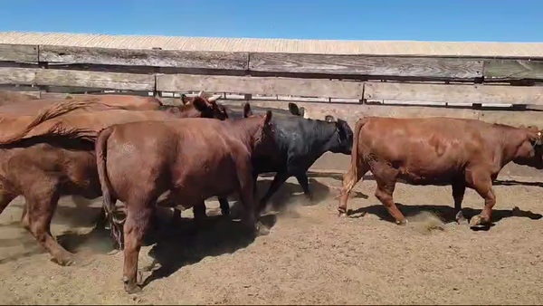Lote 20 Vaquilla Gorda en Los Ángeles, VIII Región Biobío