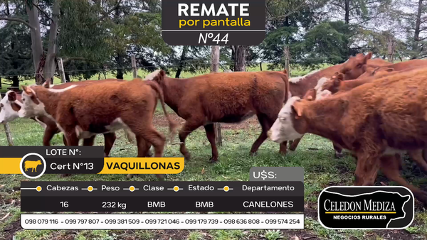 Lote 16 Vaquillonas  en Canelones, Canelones