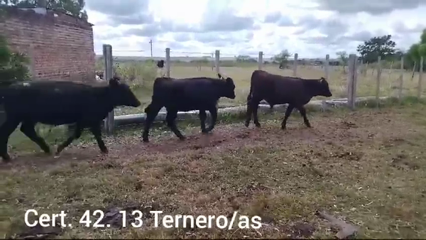 Lote TERNEROS/AS