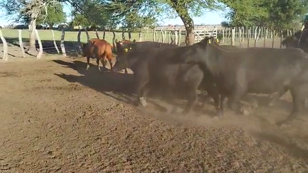 Lote 31 Vacas CUT preñadas en Concepción del Uruguay, Entre Ríos