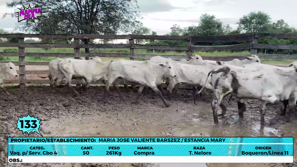 Lote LOTE 133