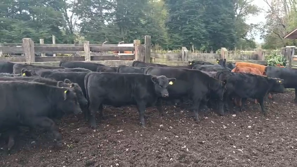 Lote 50 Ternera, Puyehue, X Región Los Lagos