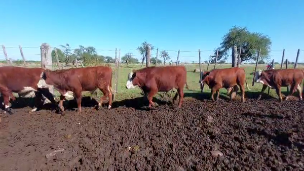 Lote 71 Terneros
