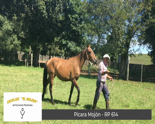 Lote Pícara Mojón (RP 614)