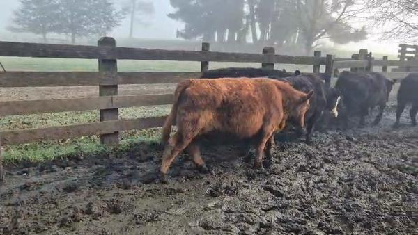 Lote 47 Novillo Engorda en Cunco, IX Región Araucanía