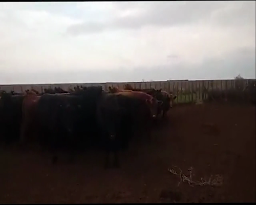 Lote 53 Vacas de invernar en Mayor Buratovich, Buenos Aires