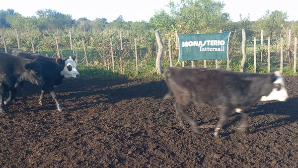 Lote 110 Terneras EN IBICUY ENTRE RIOS