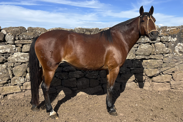 Lote GABANA GAITERA