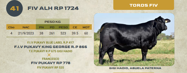 Lote LOTE 41