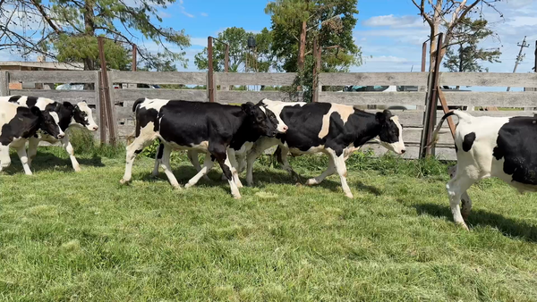 Lote TERNEROS
