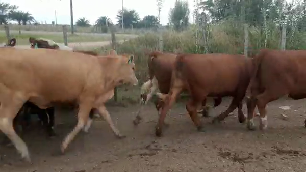 Lote 13 Terneros Hereford y Cruzas