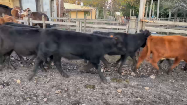 Lote 51 Terneros A-ANGUS CARETAS a remate en Pantalla - Luis Zaldua 150kg -  en CARUMBE