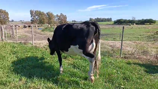 Lote Vaquillonas  a remate en Pantalla Camy 550kg - , San José