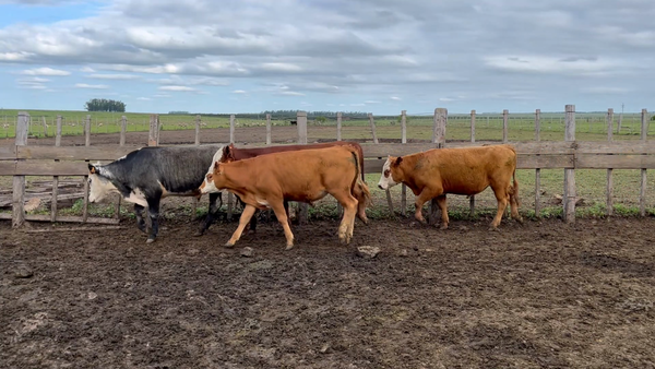 Lote 189 Novillos 1 a 2 años en Meneses, Artigas