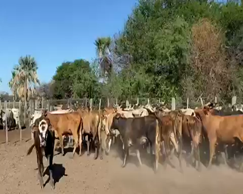Lote 80 Terneras en Pto. Eva Perón, Chaco