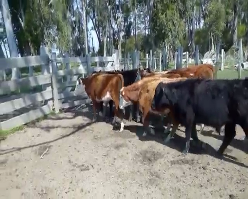Lote 35 Terneros en General Enrique Martínez, Treinta y Tres