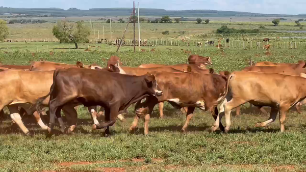 Lote 80 Novillos en Ituzaingó, Corrientes