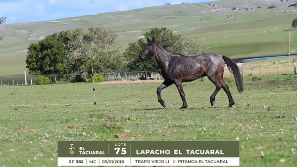 Lote LAPACHO EL TACUARAL