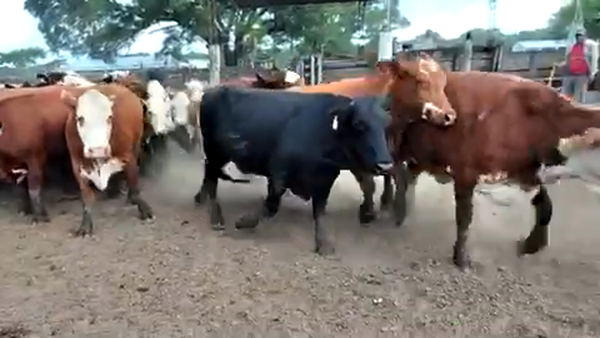 Lote 50 Vacas nuevas C/ gtia de preñez en Pto. Eva Perón, Chaco