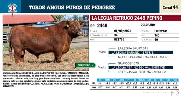 Lote TOROS ANGUS PP