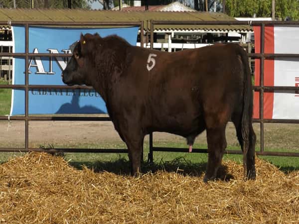 Imagen 4 del Lote Lote TOROS ANGUS COLORADOS PC