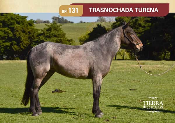 Lote RP 131 - TRASNOCHADA TURENA - TURENA