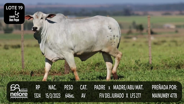 Lote LOTE 19