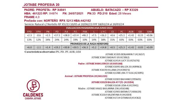 Lote VAQUILLONAS PREÑADAS PURAS DE PEDIGREE POLLED HEREFORD