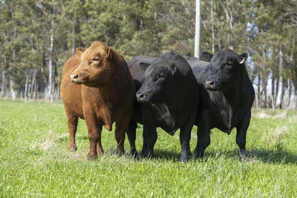 Lote Lote 2- toros PI 2 y 3 Años