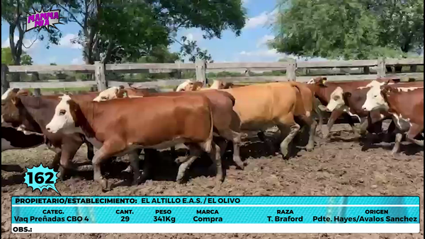 Lote LOTE 162