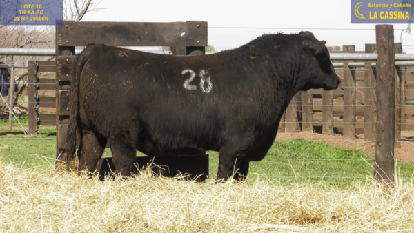 Lote TOROS ANGUS PURO CONTROLADO