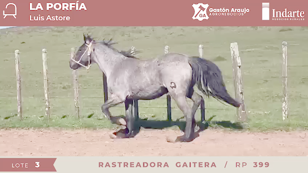 Lote RASTREADORA GAITERA