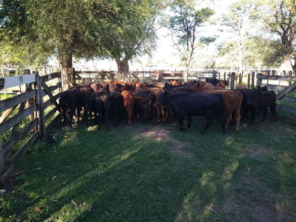 Lote 48 Terneras en Gral. Lamadrid, Buenos Aires