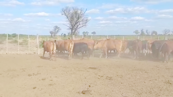 Lote 30 Vacas nuevas C/ gtia de preñez en Las Lomitas, Formosa