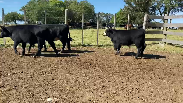 Lote 30 Terneros