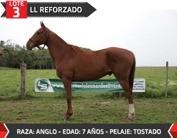Lote LL REFORZADO