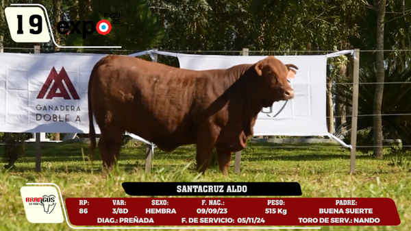 Lote LOTE 19