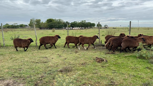 Lote BORREGAS