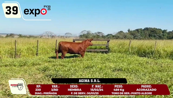 Lote LOTE 39